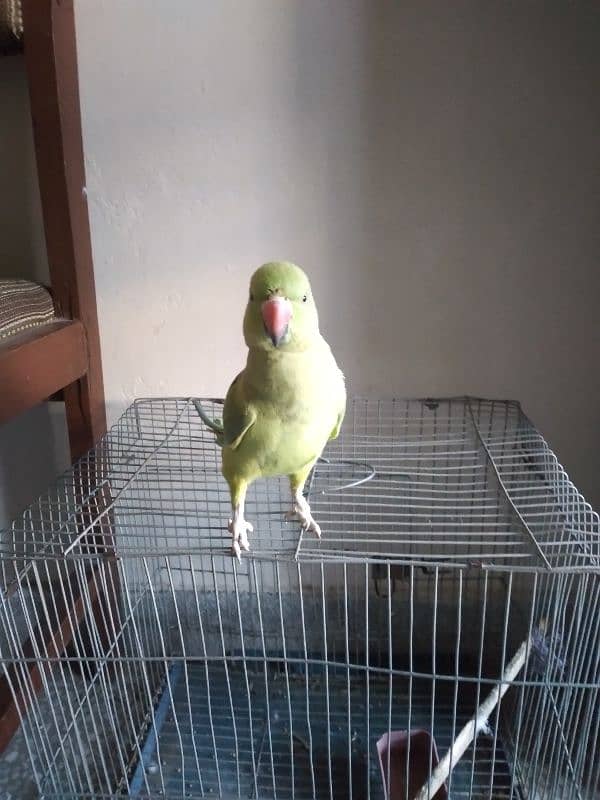 raw green parrot tame male with cage 1