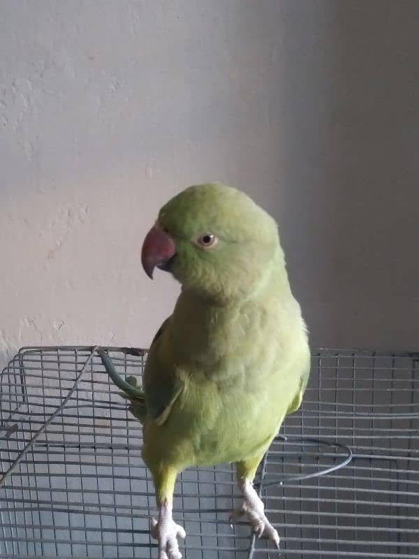 raw green parrot tame male with cage 2