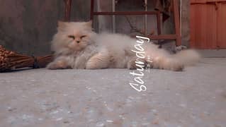 Persian Male Cat