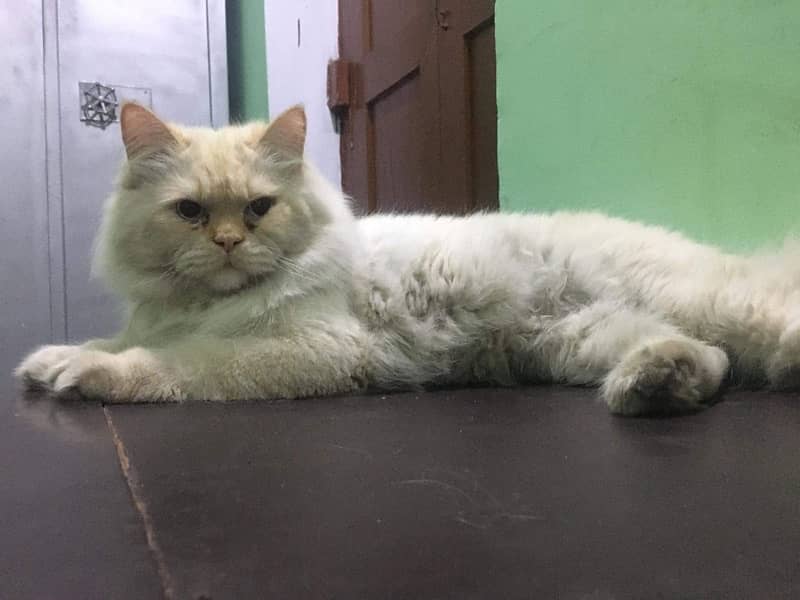 Persian Male Cat 1