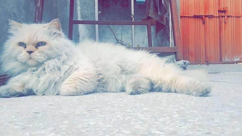 Persian Male Cat 2