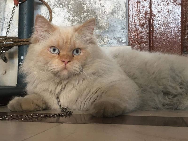 Persian Male Cat 3