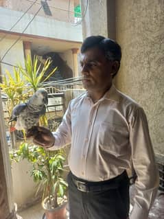 Grey parrot Healty