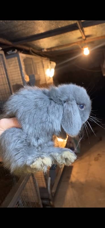 Holland Lop Rabbits | Hotot Dwarf Breed | Bunnies | Rabbits For Sale 5