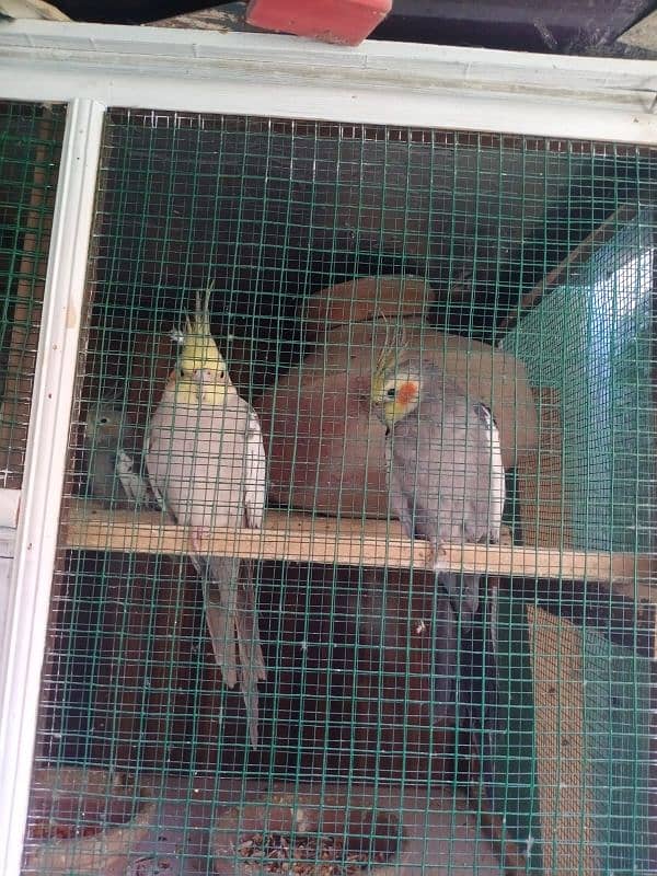 3 porshion cage wodden  and 3 pair greay coctial 2