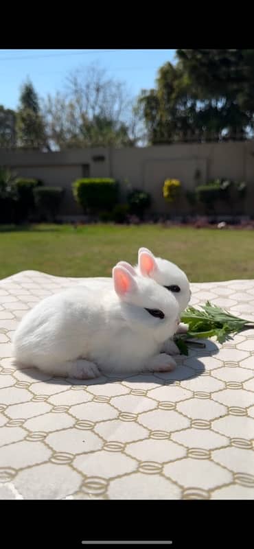 Holland Lop Rabbits | Hotot Dwarf Breed | Bunnies | Rabbits For Sale 6