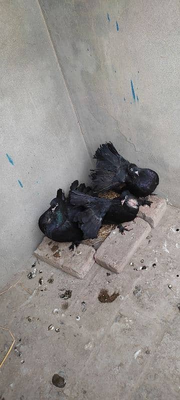 Beautiful Pigeon For Sell 1