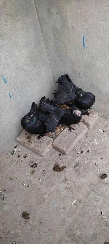 Beautiful Pigeon For Sell 2