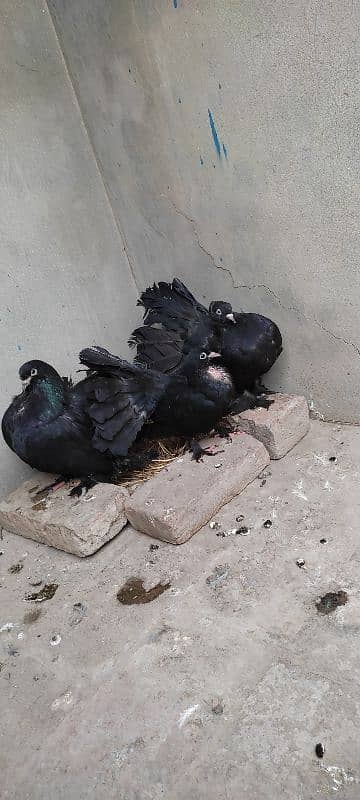 Beautiful Pigeon For Sell 3