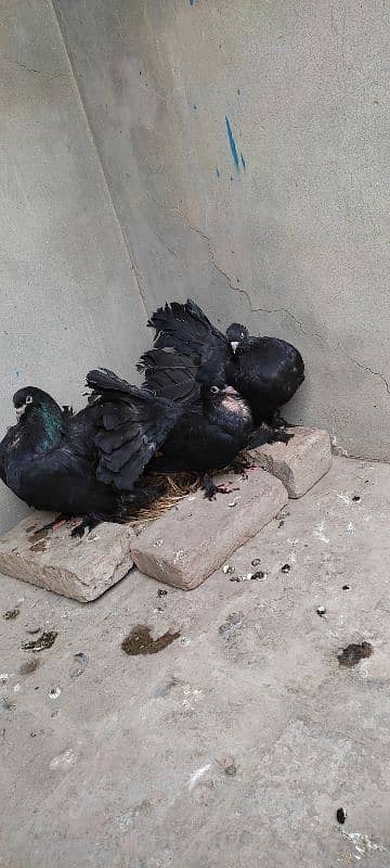 Beautiful Pigeon For Sell 4