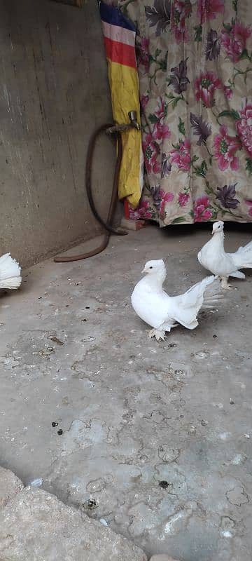 Beautiful Pigeon For Sell 5