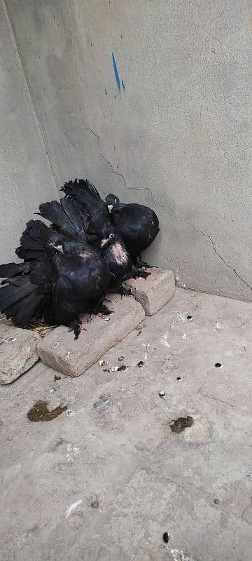 Beautiful Pigeon For Sell 7