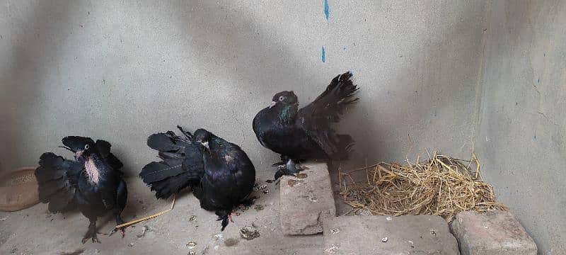 Beautiful Pigeon For Sell 8