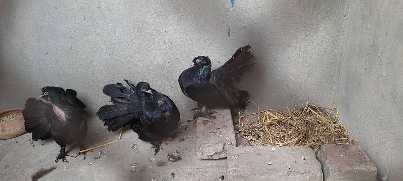 Beautiful Pigeon For Sell 9