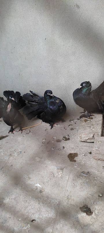 Beautiful Pigeon For Sell 10