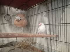 Jawa Finch ka pair with 3 chikx for sale