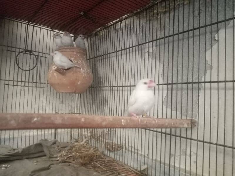 Jawa Finch ka pair with 3 chikx for sale 2