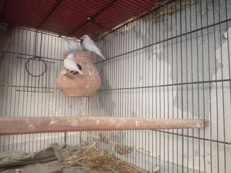 Jawa Finch ka pair with 3 chikx for sale 3