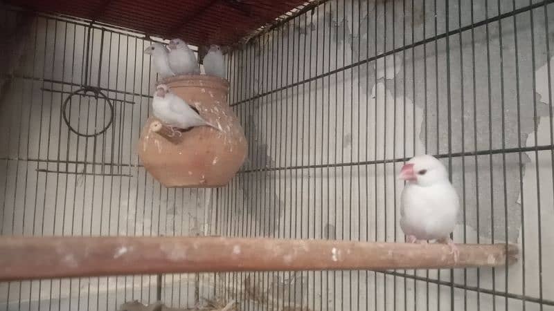 Jawa Finch ka pair with 3 chikx for sale 5