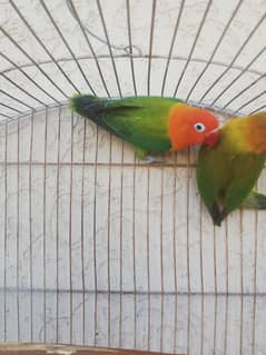 Lovebird breeder pair for sale price final ha 03165389186