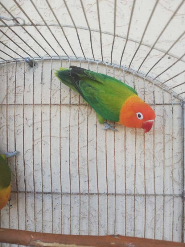 Lovebird breeder pair for sale price final ha 03165389186 1