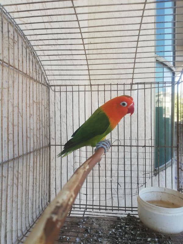 Lovebird breeder pair for sale price final ha 03165389186 2