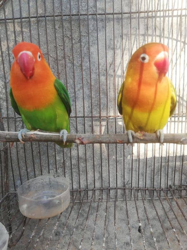 Lovebird breeder pair for sale price final ha 03165389186 4