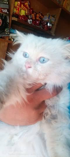 .   MaLe CaT for BreeD. . 03000917267 . es nmber py rabta kary