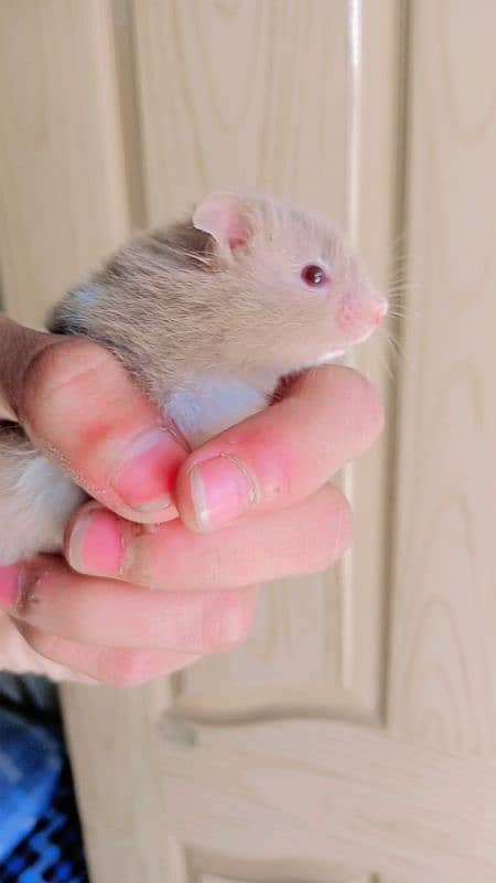 triple coat cute hamster for sale 0