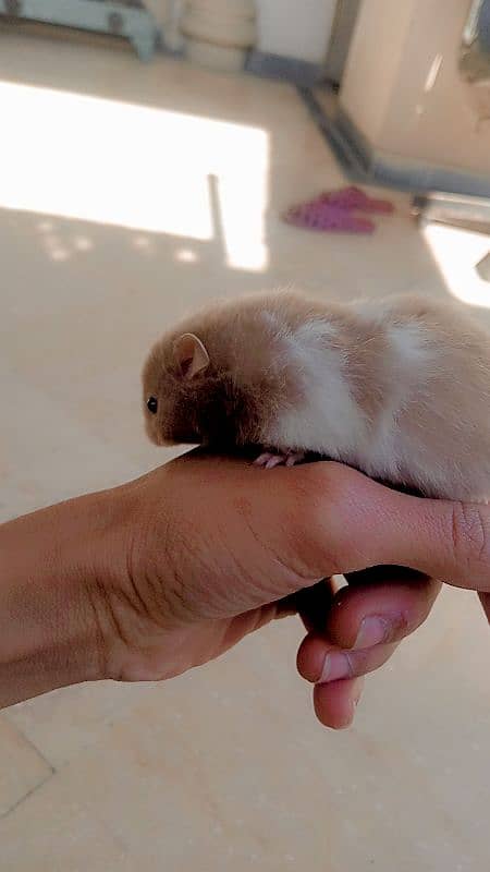 triple coat cute hamster for sale 2