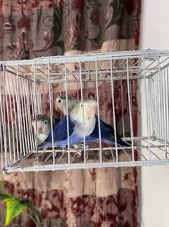 Lovebirds available