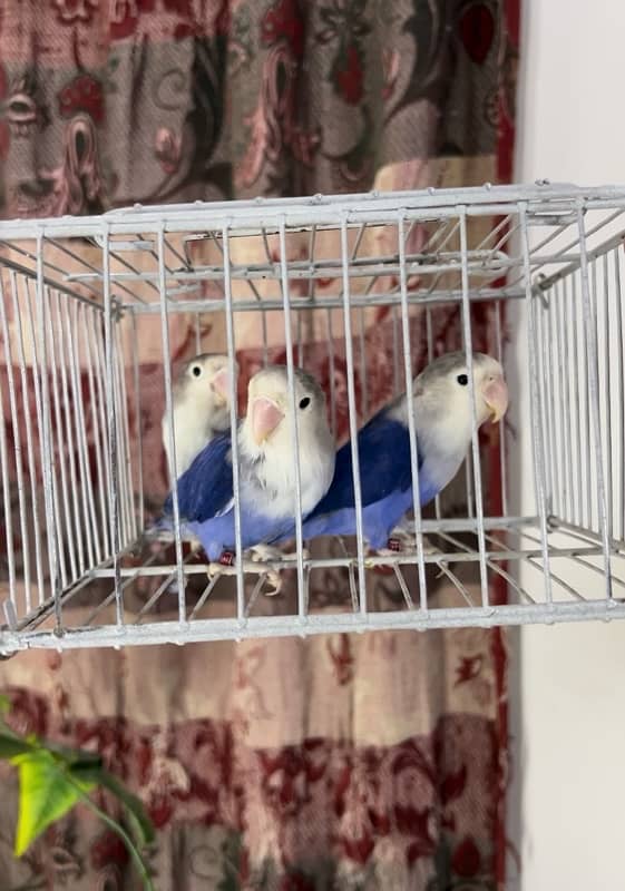 Lovebirds available 1