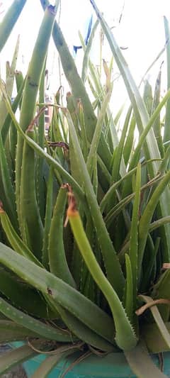 Aloe