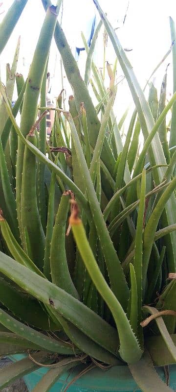 Aloe vera plants 0