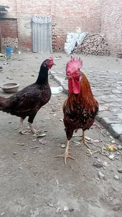 Aseel Desi hens cross murgi kurak wali Jo egg dy kr kurak Hogi murga