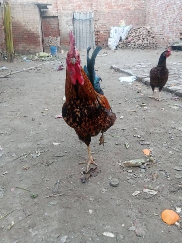 Aseel Desi hens cross murgi kurak wali Jo egg dy kr kurak Hogi murga 1