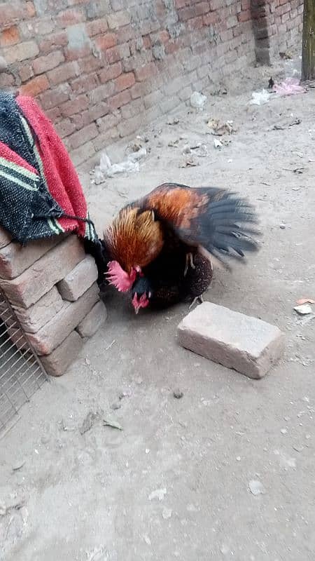 Aseel Desi hens cross murgi kurak wali Jo egg dy kr kurak Hogi murga 2