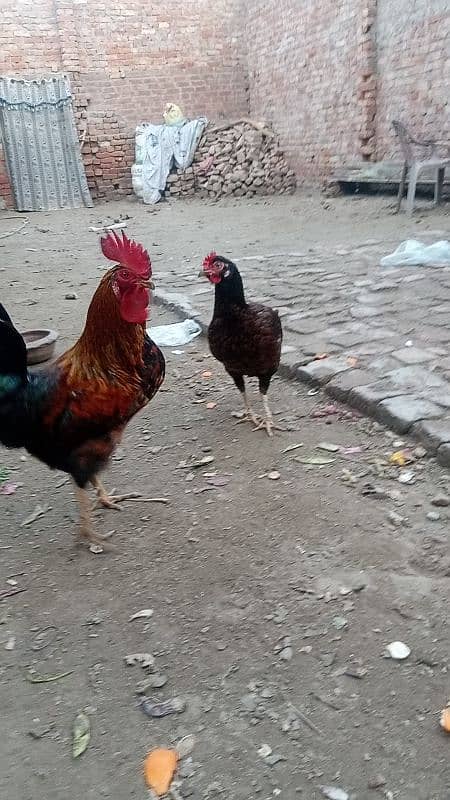 Aseel Desi hens cross murgi kurak wali Jo egg dy kr kurak Hogi murga 3