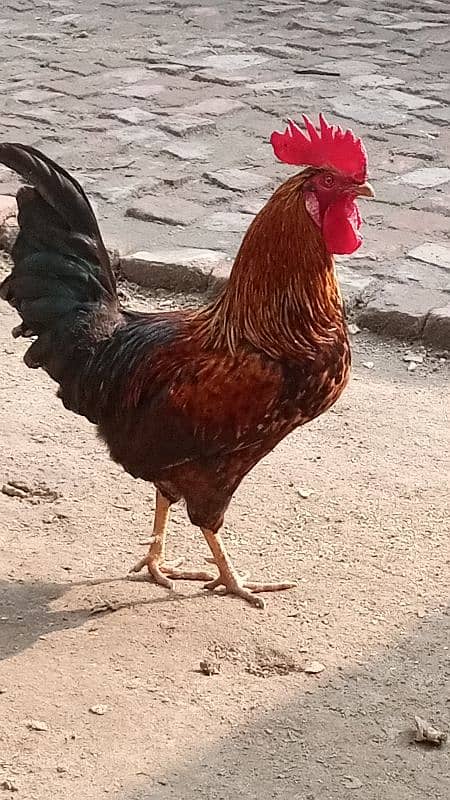 Aseel Desi hens cross murgi kurak wali Jo egg dy kr kurak Hogi murga 4