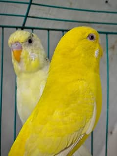 Budgies