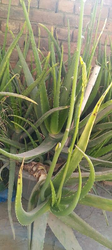 Aloe vera plants 1