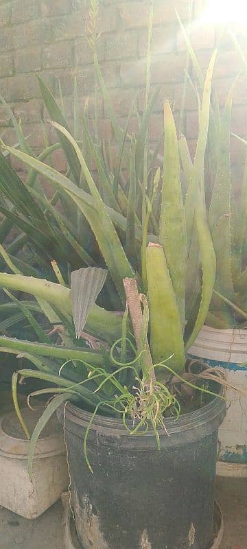 Aloe vera plants 2