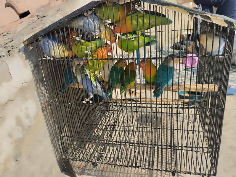 lovebirds (16 piece) 0