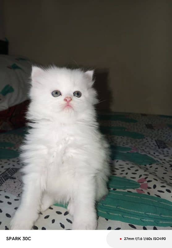 3 Persian kitten doll face 1