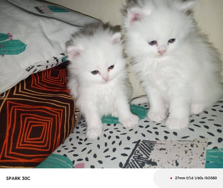 3 Persian kitten doll face 3