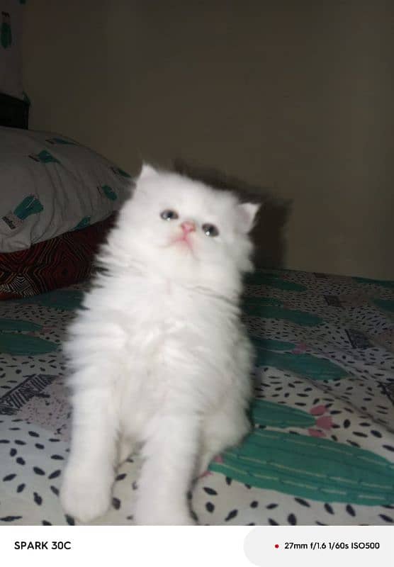 3 Persian kitten doll face 8