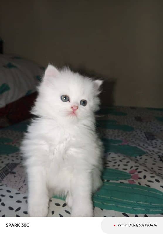 3 Persian kitten doll face 10