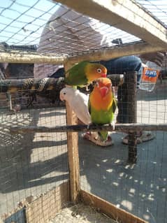 Love Bird For Sale