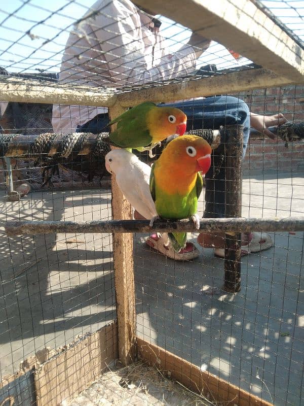 Love Bird For Sale 1