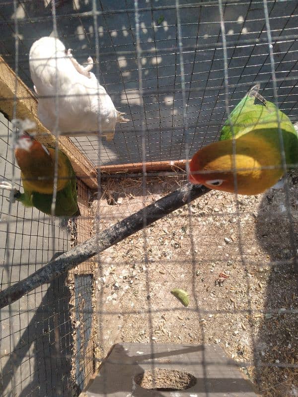 Love Bird For Sale 2